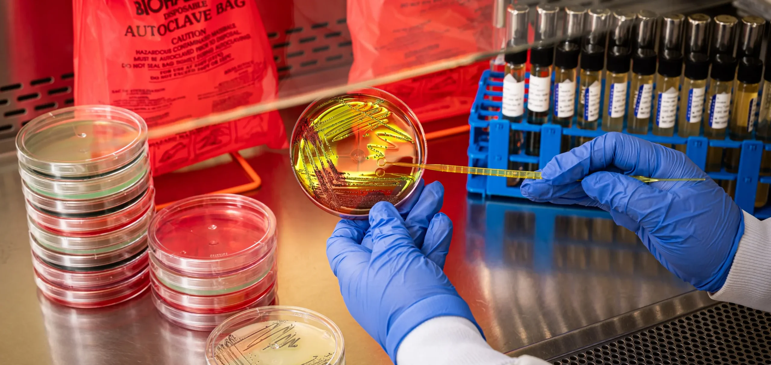 Laboratory technician performs microbiological testing using a sterile tool to examine bacterial cultures in a petri dish alongside test tubes and prepared culture plates.